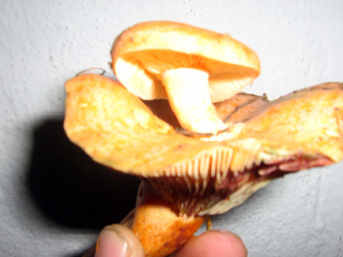 Mantar üstünde mantar yetişti