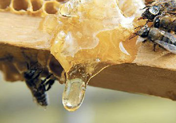 Anzer Balı ilk gün yok sattı