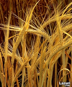 Uzayda Yetiştirilen Arpadan Bira!