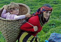 Çay üreticilerine 2009 yaradı