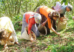 Çiftçi fındığını sökmeye razı oldu
