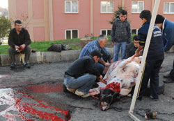 İlkadım'da kaçak kesim cezası yok