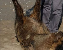 Denizden domuz çıktı