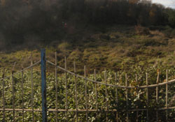 Biz arsa satmaya hiç karşı olmadık