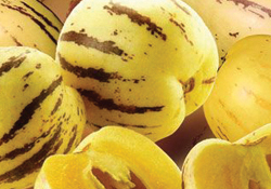 Yeni gözde pepino