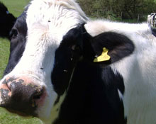 Bu para yem parasına bile yetmez