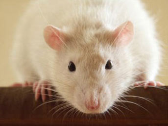 Şizofren fare, bilime ışık tutuyor