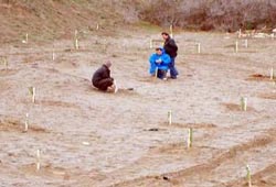 Kumsalı fıstık çamı koruyacak