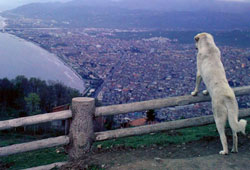 Köpekten Ordu'ya kuşbakışı