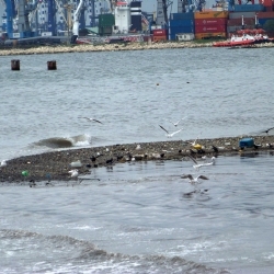 Marmara Denizi'nde Kırmızı Alarm