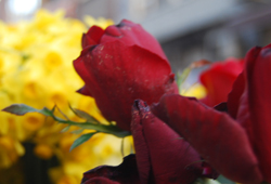 Sokaklar çiçek açtı...