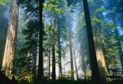 Ver parayı, vur baltayı yasası