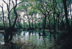 'Delta, dünya mirası'