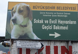 Hayvanseverler çözüm istiyor