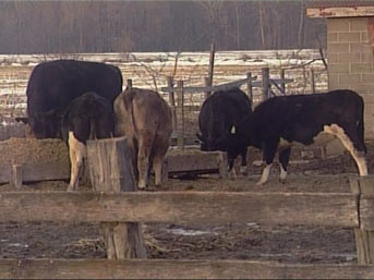 51 ineğini öldürdü, intihar etti