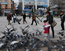 Güvercinlerle iç içe