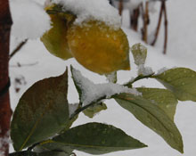 Kar bir yağıyor...