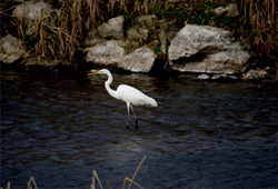 Sulak alanlarımız yok oluyor !