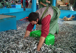 Hamsi avlayabilmek için havuz sistemi