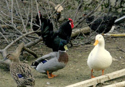 Yaban ördeği besliyor