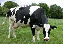 Et zamları ahırları boşalttı