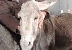 Giresun'da bir garip eşek öyküsü