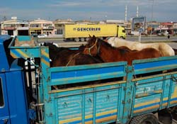 Zabıta'dan 'at' operasyonu