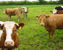 Hayvancılık destekleme miktarları açıklandı