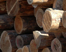 Alaçam'da kaçak kesim