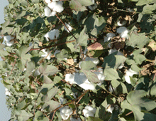 Pamuk yerini mısıra bıraktı