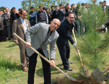 Ağlatan fidan dikimi