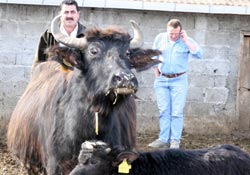 SAMSUN'DA MANDA YETİŞTİRİCİLERİ TOPLANTISI (FOTOĞRAFLI)