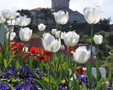 Trabzon'da "lale" zamanı