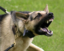 Sokak hayvanları tedirgin ediyor