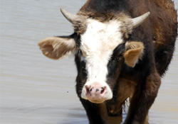 Ordu İŞKUR'dan süt sığırcılığı kursu