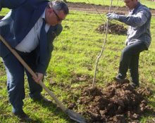 Belediye ağaçlandırmaya devam ediyor