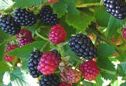 Asarcık böğürtlenle gülecek