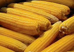 Türk hibrid mısır tohumu geliştirildi