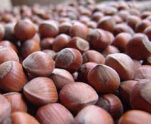 Türk fındığı Çin pazarına girdi