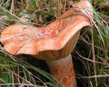 Kanlıca Mantarı kapışılıyor