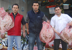 Kalkan bolluğu yüz güldürüyor