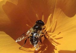 Arıcılar bilgilendirildi