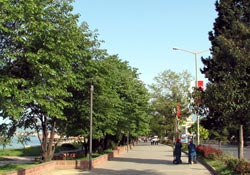 Belediyelere 'palmiye' tepkisi