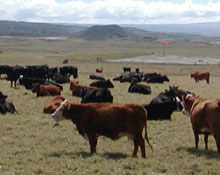 Sığır ihaleleri sil baştan