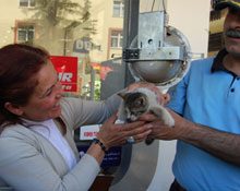 Kedi kurtarma operasyonu