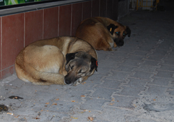 Atakum Belediyesi Bilinçlendiriyor
