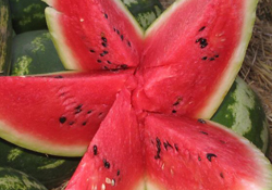 Karpuz tarlada 30 Kuruş manavda 1 Lira