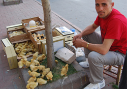 Pekin ördekleri ve civcivler ilgi çekti