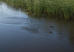 Amazonlarla Miliç ırmağı üzerinde yemek keyfi