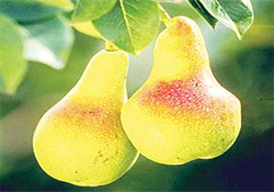 Armudun iyisi uzaktan baktırıyor